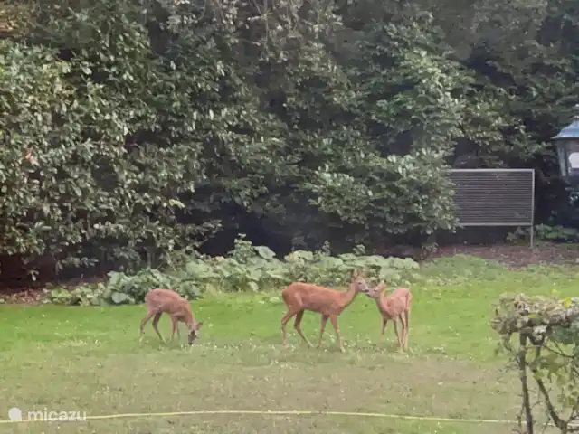 Reeën in de tuin